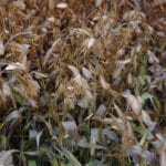 Northern Sea Oats | Chasmanthium latifolium fall color