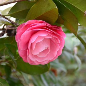 Nuccio's Cameo Camellia | Camellia japonica 'Nuccio's Cameo'