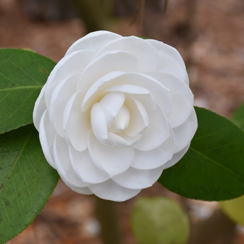 Nuccio's Gem Camellia | Camellia japonica 'Nuccio's Gem'