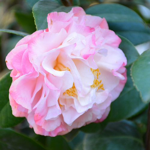 Nuccio's Jewel Camellia | Camellia japonica 'Nuccio's Jewel'