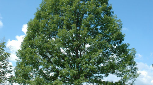 Nuttall's Oak | Quercus texana
