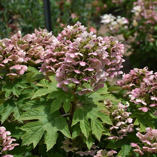 Oakleaf Hydrangea | Hydrangea quercifolia