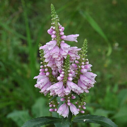 Obedient Plant | Physostegia virginiana