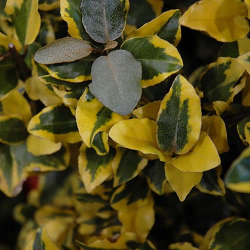 Olive Martini™ Silverberry | Elaeagnus x ebbingei 'Viveleg'