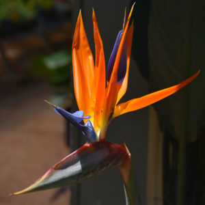 Orange Bird Of Paradise | Strelitzia reginae
