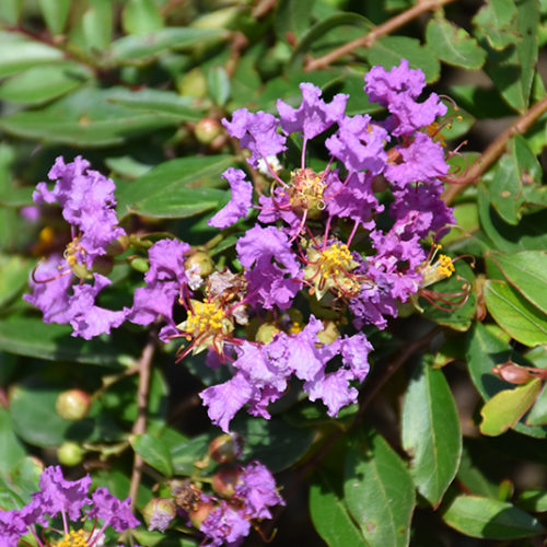 Orchid Cascade Crapemyrtle | Lagerstroemia indica 'Orchid Cascade'