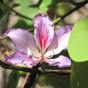 Orchid Tree | Bauhinia purpurea