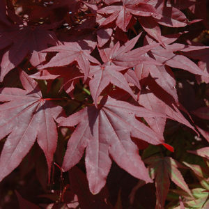 Oshio Beni Japanese Maple | Acer palmatum 'Oshio Beni'