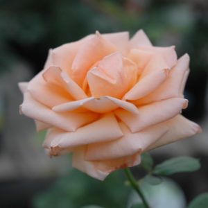 Over The Moon Rose | Rosa 'ORAcleon'