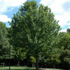 Overcup Oak | Quercus lyrata