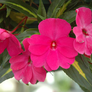 Painted Paradise Lilac New Guinea Impatiens | Impatiens hawkeri 'Painted Paradise Lilac'