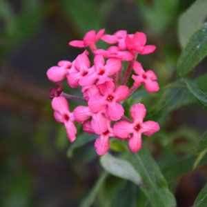 Panama Rose | Rondeletia leucophylla