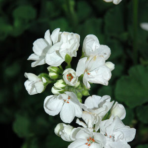 Patriot White Geranium | Pelargonium 'Patriot White'