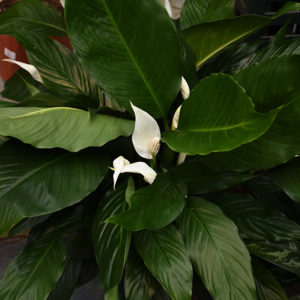 Peace Lily | Spathiphyllum wallisii