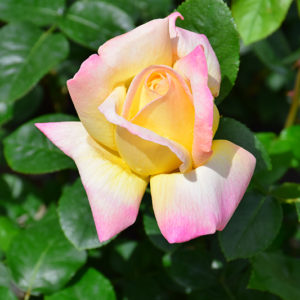 Peace Rose | Rosa 'Peace'