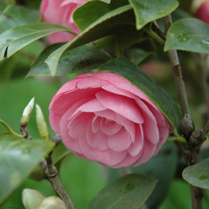 Pearl Maxwell Camellia | Camellia japonica 'Pearl Maxwell'