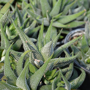 Pearl Plant | Haworthia margaritifera