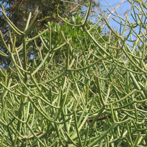 Pencil Tree | Euphorbia tirucalli