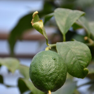Persian Lime | Citrus x latifolia