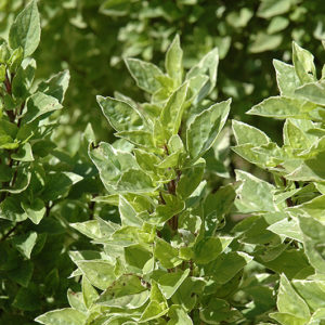 Pesto Perpetuo Basil | Ocimum x citriodorum 'Pesto Perpetuo'