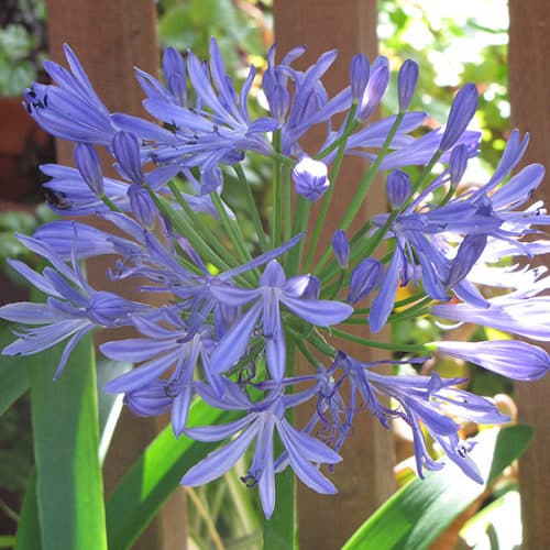 Peter Pan Agapanthus - Buchanan's Native Plants