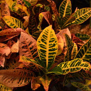 Petra Variegated Croton | Codiaeum variegatum 'Petra'