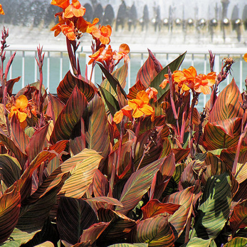 Phasion Canna - Buchanan's Native Plants