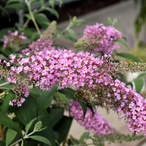 Pink Delight Butterfly Bush | Buddleia davidii 'Pink Delight'