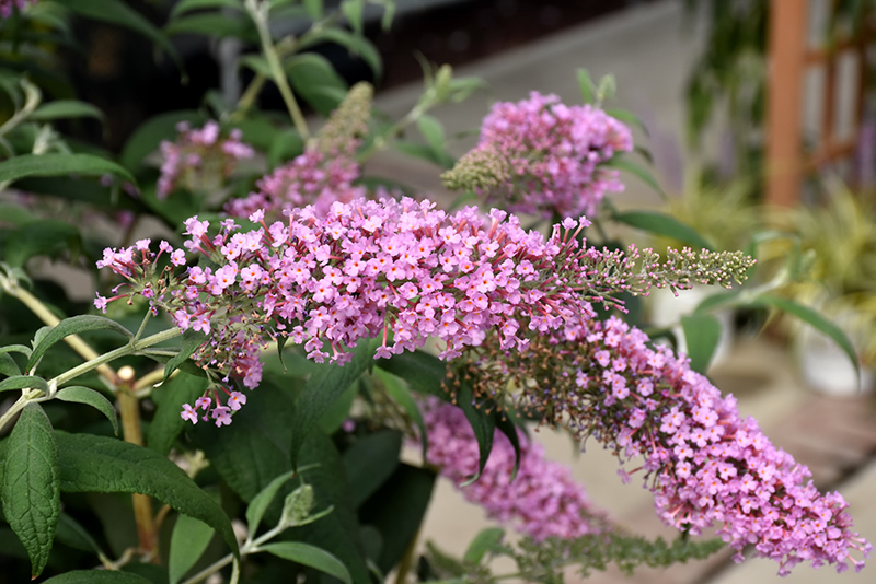 Image of Pink delight butterfly bush plant in a garden setting
