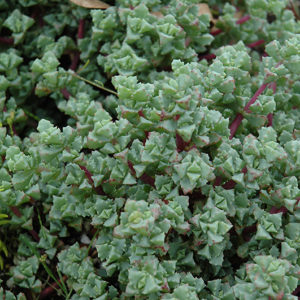 Pink Iceplant | Oscularia deltoides