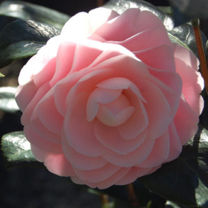 Pink Perfection Camellia | Camellia japonica 'Pink Perfection'
