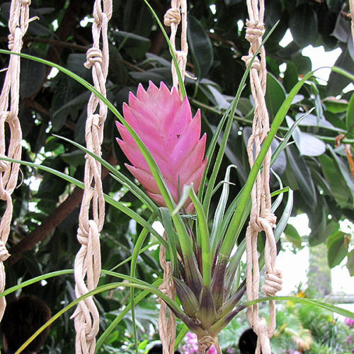Pink Quill | Tillandsia cyanea