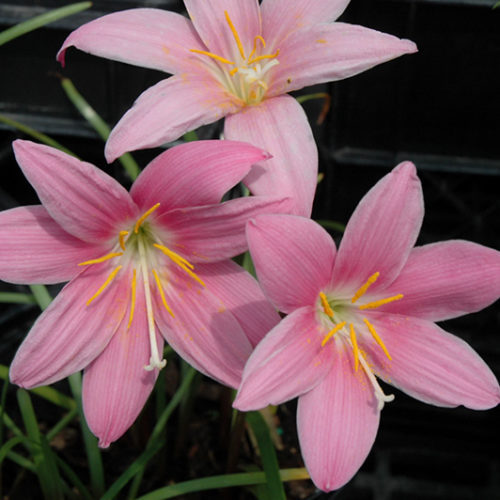 Pink Rain Lily Buchanan's Native Plants