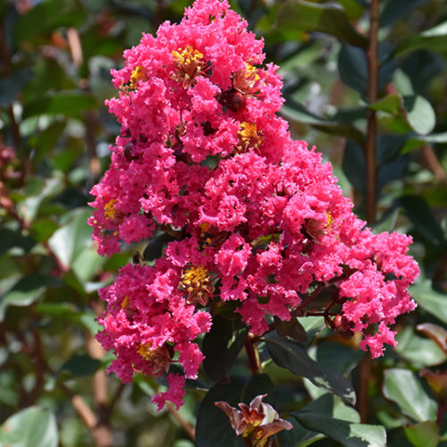 Pink Velour Crapemyrtle - Buchanan's Native Plants