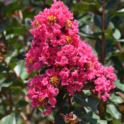 Pink Velour Crapemyrtle | Lagerstroemia indica 'Whit III'
