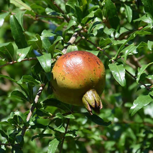 Pomegranate | Punica granatum