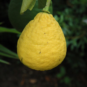 Ponderosa Lemon | Citrus 'Ponderosa'