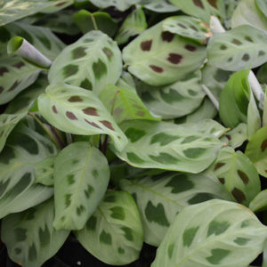 Prayer Plant | Maranta leuconeura 'var. erythroneura'
