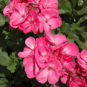 Presto Pink Geranium | Pelargonium 'Presto Pink'