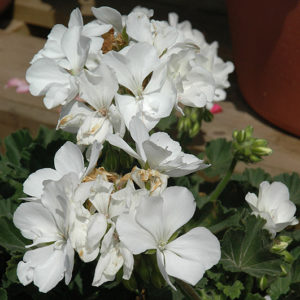 Presto White Geranium | Pelargonium 'Presto White'