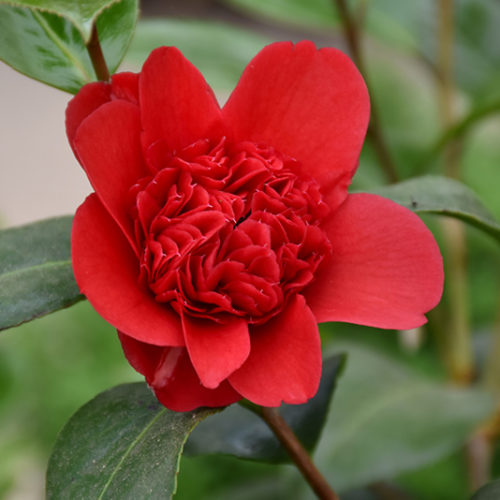Professor Sargent Camellia | Camellia japonica 'Professor Sargent'