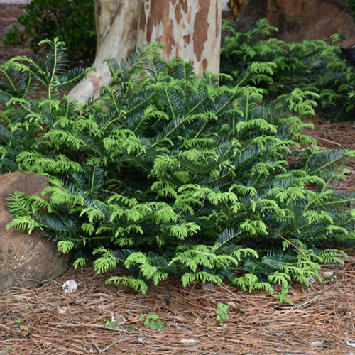 Prostrate Japanese Plum Yew | Cephalotaxus harringtonia 'Prostrata'