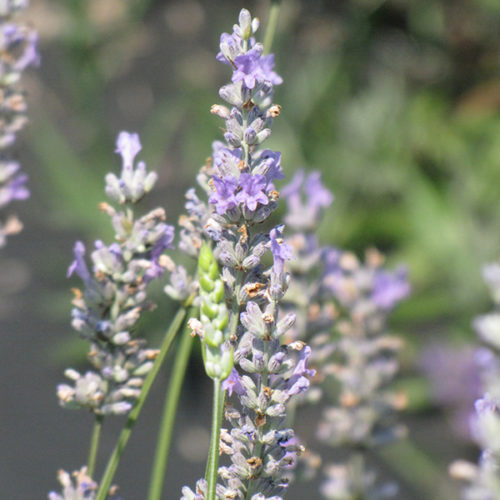 Provence Lavender | Lavandula x intermedia 'Provence'