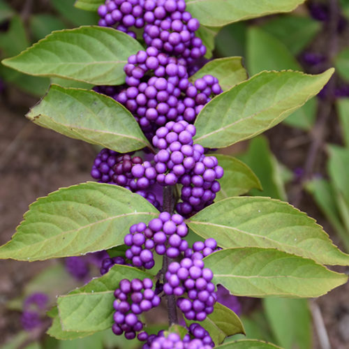 Purple Beautyberry | Callicarpa dichotoma