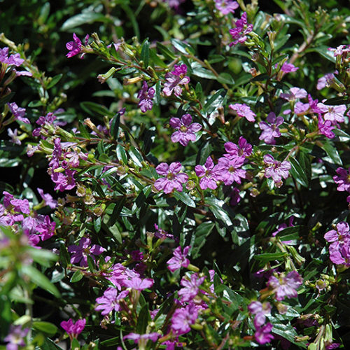 Purple False Heather | Cuphea hyssopifolia 'Purple'