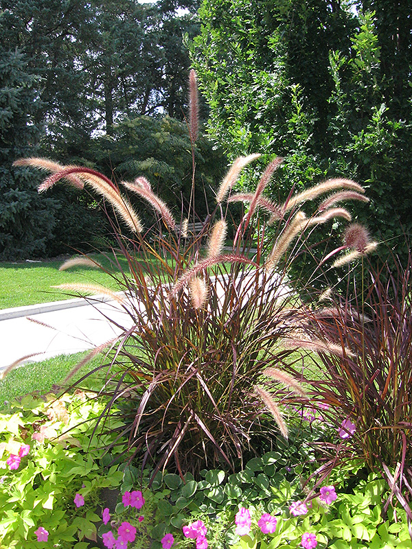 Purple Fountain Grass - Buchanan\'s Native Plants