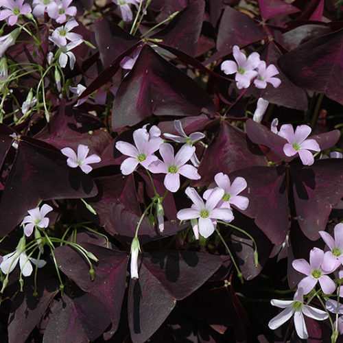 Purple deals shamrock plant