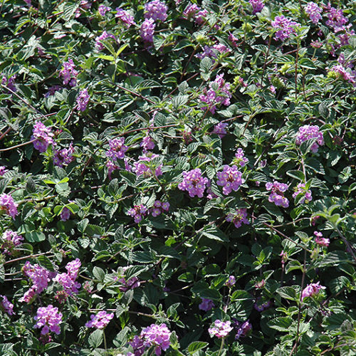 Purple Trailing Lantana | Lantana montevidensis