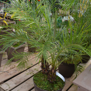 Pygmy Date Palm | Phoenix roebelenii