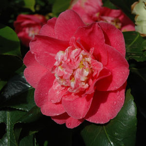 R.L. Wheeler Camellia | Camellia japonica 'R.L. Wheeler'